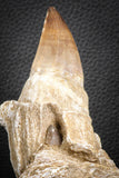 07598 - Top 4.87 Inch Mosasaur (Prognathodon anceps) Rooted Tooth ( & Preserved Replacement Emerging Germ Tooth)