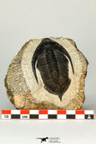 30654 - Well preserved 2.90 Inch  Zlichovaspis rugosa Lower Devonian Trilobite