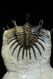 21565 - Museum Grade Spiny 1.56 Inch Comura bultyncki Middle Devonian