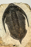 30654 - Well preserved 2.90 Inch  Zlichovaspis rugosa Lower Devonian Trilobite