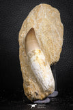 07599 - Top Huge Rooted 3.41 Inch Mosasaur (Prognathodon anceps) Tooth in Matrix