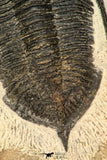30654 - Well preserved 2.90 Inch  Zlichovaspis rugosa Lower Devonian Trilobite
