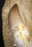 07599 - Top Huge Rooted 3.41 Inch Mosasaur (Prognathodon anceps) Tooth in Matrix