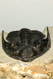 30654 - Well preserved 2.90 Inch  Zlichovaspis rugosa Lower Devonian Trilobite