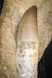 07599 - Top Huge Rooted 3.41 Inch Mosasaur (Prognathodon anceps) Tooth in Matrix