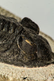 30654 - Well preserved 2.90 Inch  Zlichovaspis rugosa Lower Devonian Trilobite
