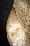 07599 - Top Huge Rooted 3.41 Inch Mosasaur (Prognathodon anceps) Tooth in Matrix