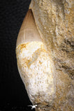 07599 - Top Huge Rooted 3.41 Inch Mosasaur (Prognathodon anceps) Tooth in Matrix