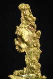 20481 - Top Beautiful Native Gold New Location Aouserd Occidental Sahara