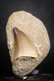 07600 - Top Huge 2.32 Inch Mosasaur (Prognathodon anceps) Tooth in Matrix Late Cretaceous