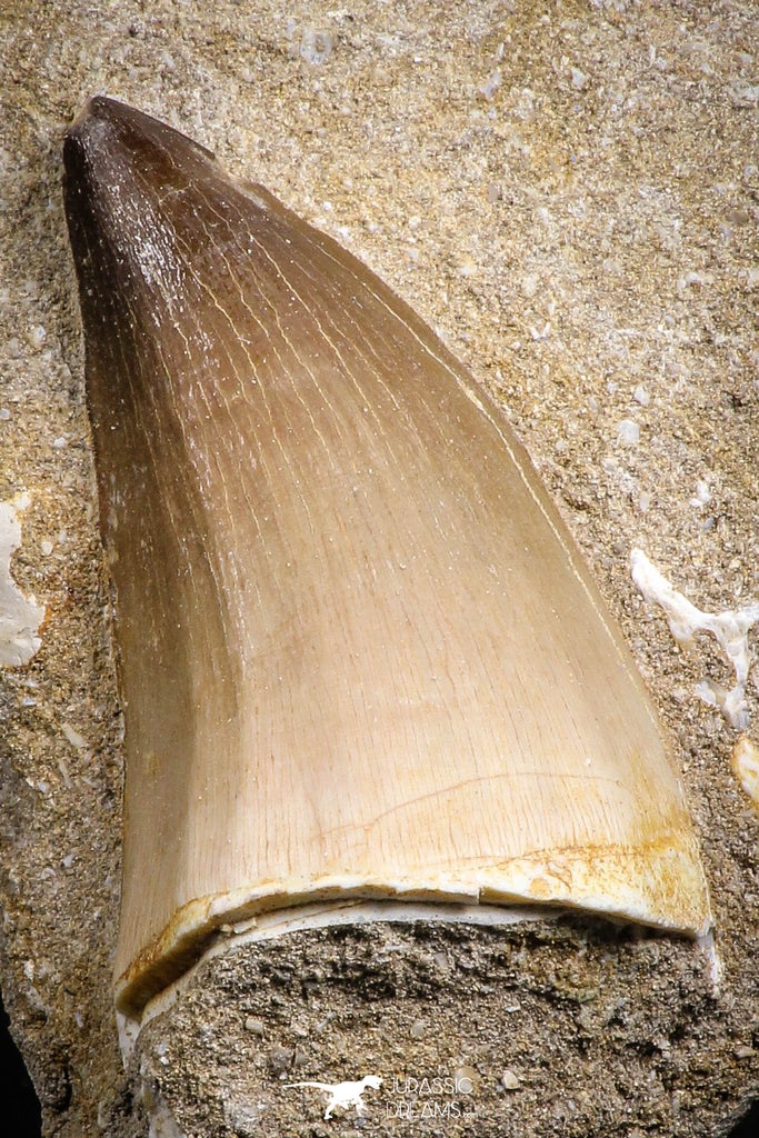 07600 - Top Huge 2.32 Inch Mosasaur (Prognathodon anceps) Tooth in Matrix Late Cretaceous