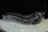 21566 - Well Prepared 2.86 Inch Morocconites malladoides Middle Devonian