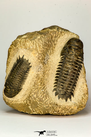 30655 - Top Beautiful Association of 2 Crotalocephalina (Crotalocephalus) gibbus Lower Devonian Trilobites