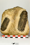 30655 - Top Beautiful Association of 2 Crotalocephalina (Crotalocephalus) gibbus Lower Devonian Trilobites