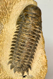 30655 - Top Beautiful Association of 2 Crotalocephalina (Crotalocephalus) gibbus Lower Devonian Trilobites