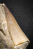 07600 - Top Huge 2.32 Inch Mosasaur (Prognathodon anceps) Tooth in Matrix Late Cretaceous