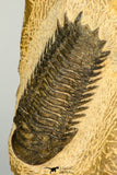 30655 - Top Beautiful Association of 2 Crotalocephalina (Crotalocephalus) gibbus Lower Devonian Trilobites