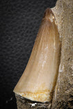 07600 - Top Huge 2.32 Inch Mosasaur (Prognathodon anceps) Tooth in Matrix Late Cretaceous