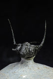 21567 - Top Well Prepared "Flying" 1.34 Inch Cyphaspis (Otarion) cf. boutscharafinense Devonian
