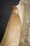 07600 - Top Huge 2.32 Inch Mosasaur (Prognathodon anceps) Tooth in Matrix Late Cretaceous