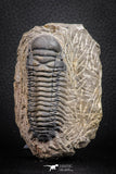 07605 - Beautiful 2.69 Inch Crotalocephalina (Crotalocephalus) gibbus Lower Devonian Trilobite