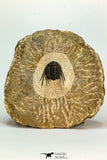 30657 - Top Quality 1.24 Inch Leonaspis sp Middle Devonian Trilobite