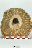 30657 - Top Quality 1.24 Inch Leonaspis sp Middle Devonian Trilobite