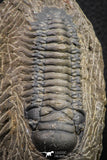 07605 - Beautiful 2.69 Inch Crotalocephalina (Crotalocephalus) gibbus Lower Devonian Trilobite