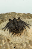 30657 - Top Quality 1.24 Inch Leonaspis sp Middle Devonian Trilobite