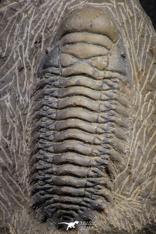 07606 - Beautiful 3.11 Inch Crotalocephalina (Crotalocephalus) gibbus Lower Devonian Trilobite