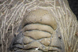 07606 - Beautiful 3.11 Inch Crotalocephalina (Crotalocephalus) gibbus Lower Devonian Trilobite