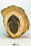 30658 - Beautiful 2.28 Inch  Zlichovaspis rugosa Lower Devonian Trilobite