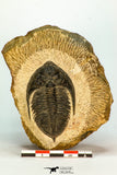 30658 - Beautiful 2.28 Inch  Zlichovaspis rugosa Lower Devonian Trilobite