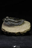 21568 - Top Well Prepared 2.45 Inch Zlichovaspis spinifera Lower Devonian