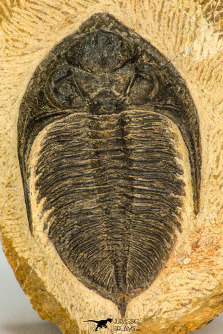 30658 - Beautiful 2.28 Inch  Zlichovaspis rugosa Lower Devonian Trilobite