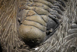 07606 - Beautiful 3.11 Inch Crotalocephalina (Crotalocephalus) gibbus Lower Devonian Trilobite