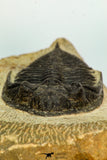 30658 - Beautiful 2.28 Inch  Zlichovaspis rugosa Lower Devonian Trilobite