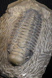 07606 - Beautiful 3.11 Inch Crotalocephalina (Crotalocephalus) gibbus Lower Devonian Trilobite