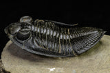 21568 - Top Well Prepared 2.45 Inch Zlichovaspis spinifera Lower Devonian