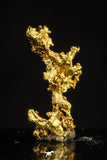 20483 - Top Beautiful Native Gold New Location Aouserd Occidental Sahara