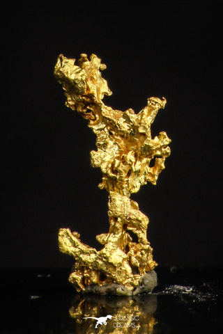 20483 - Top Beautiful Native Gold New Location Aouserd Occidental Sahara