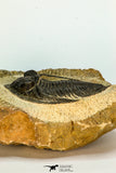 30658 - Beautiful 2.28 Inch  Zlichovaspis rugosa Lower Devonian Trilobite