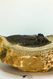 30658 - Beautiful 2.28 Inch  Zlichovaspis rugosa Lower Devonian Trilobite