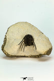 30659 - Top Beautiful 1.19 Inch Leonaspis sp Middle Devonian Trilobite