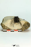 30659 - Top Beautiful 1.19 Inch Leonaspis sp Middle Devonian Trilobite