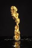 20483 - Top Beautiful Native Gold New Location Aouserd Occidental Sahara