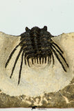 30659 - Top Beautiful 1.19 Inch Leonaspis sp Middle Devonian Trilobite
