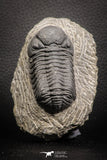 07608 - Nicely Preserved 2.44 Inch Austerops sp Lower Devonian Trilobite