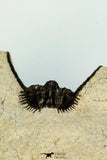30659 - Top Beautiful 1.19 Inch Leonaspis sp Middle Devonian Trilobite
