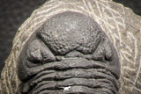07608 - Nicely Preserved 2.44 Inch Austerops sp Lower Devonian Trilobite